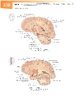 Sobotta Atlas of Human Anatomy  Head,Neck,Upper Limb Volume1 2006, page 345